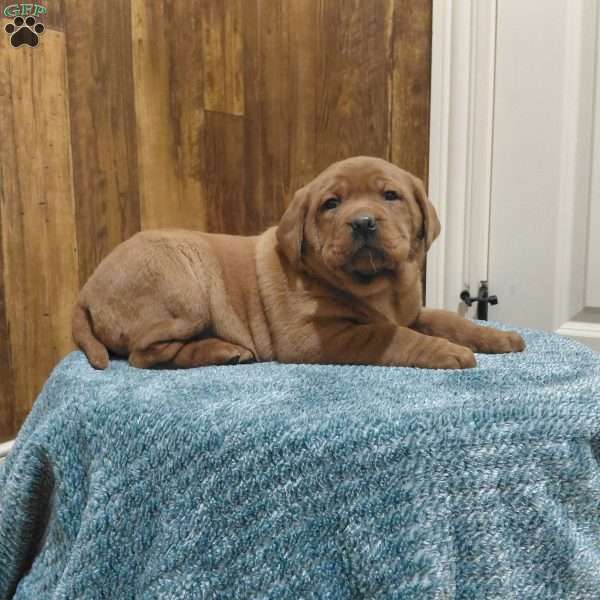 Daisy, Fox Red Labrador Retriever Puppy